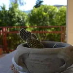 Apartamento Il Giardino Mondello